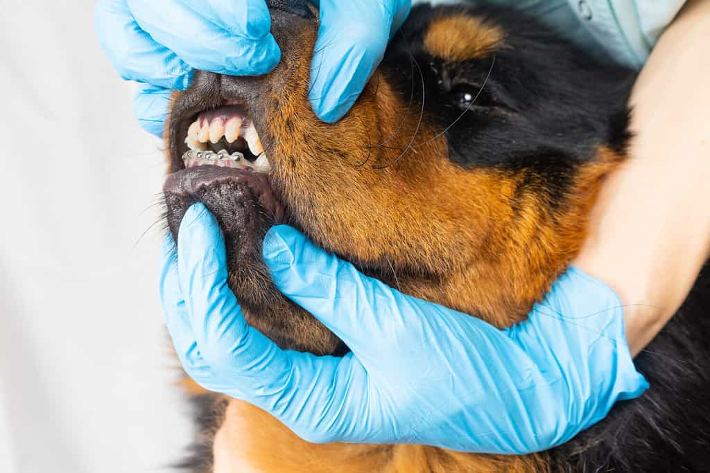 Can Dogs Get Braces? Price and Treatment - A-Z Animals