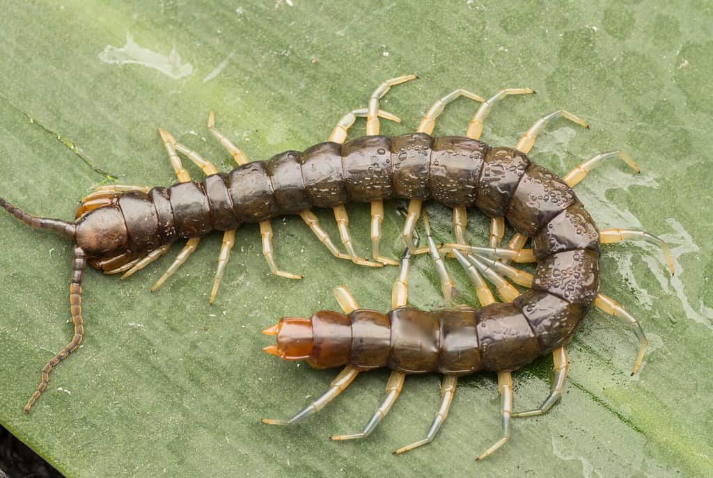 closeup shot of centipede or Lithobius forficatus