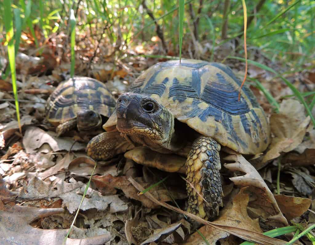 A pair of eastern Hermann's tortoises (Testudo hermanni boettgeri) in a warm oak forest near Bor, Serbia