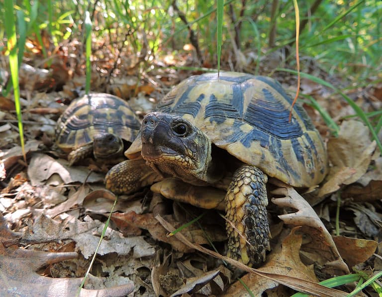 Hermann's Tortoise vs. Russian Tortoise: 7 Key Differences to Know - A ...