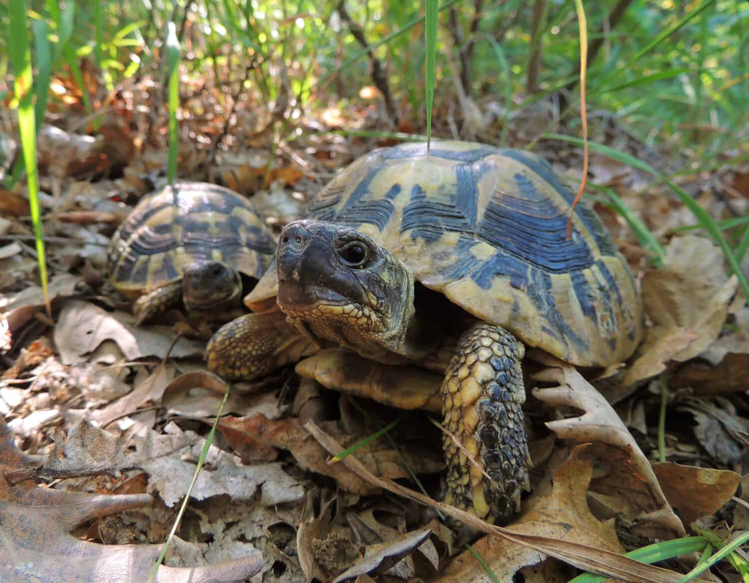 A pair of eastern Hermann's tortoises (Testudo hermanni boettgeri) in a warm oak forest near Bor, Serbia