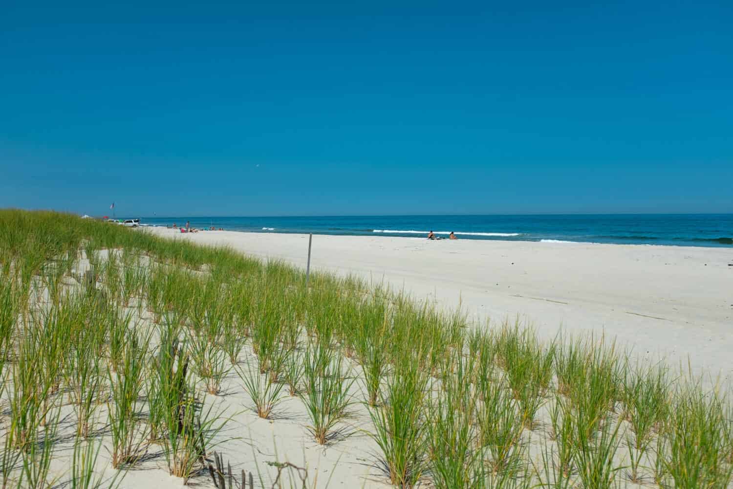 Newly planted American Beachgrass in the Sand Dunes of Island Beach State Park, New Jersey with the Atlantic Ocean in the background on a hot summer day