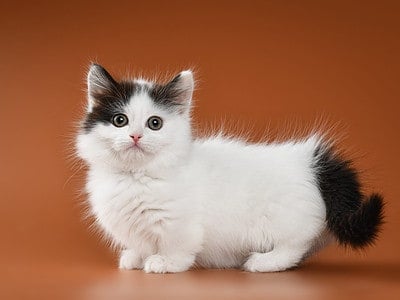 15-black-and-white-cat-breeds-with-pictures-of-each-a-z-animals