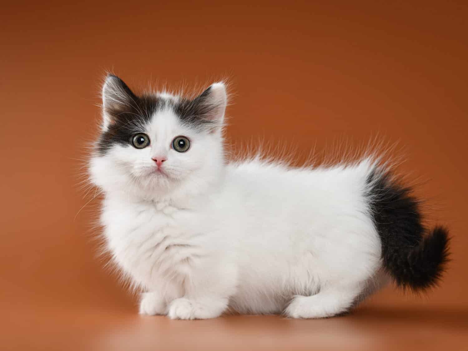 black and white cute munchkin kitten