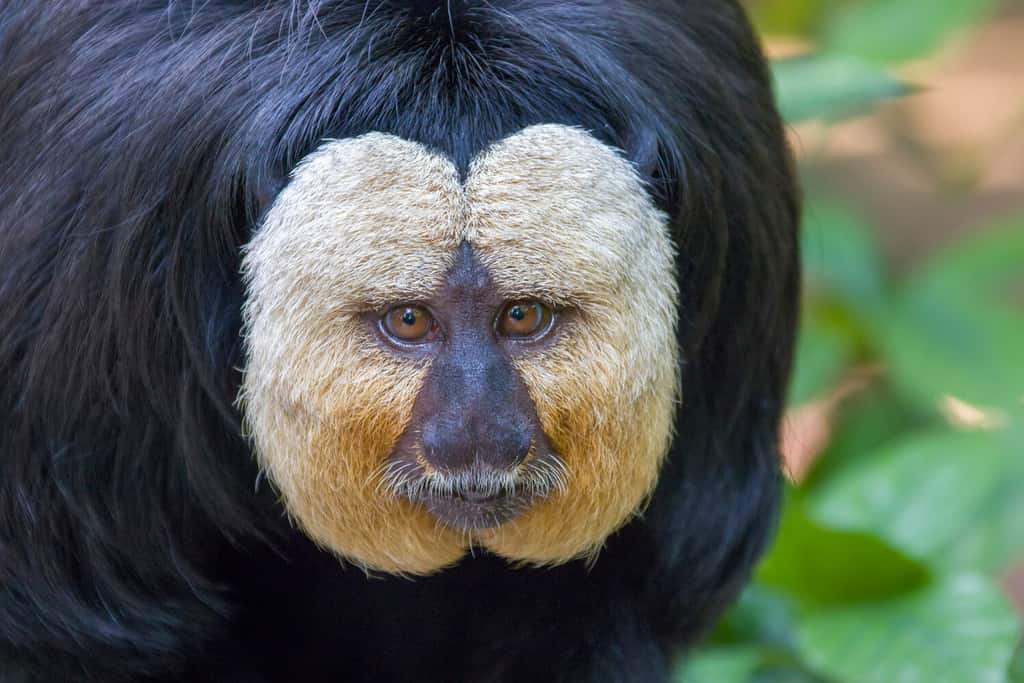 the closeup image of male White-faced saki. A species of the New World saki monkey, arboreal creatures and are specialists of swinging from tree to tree, they are also terrestrial when foraging