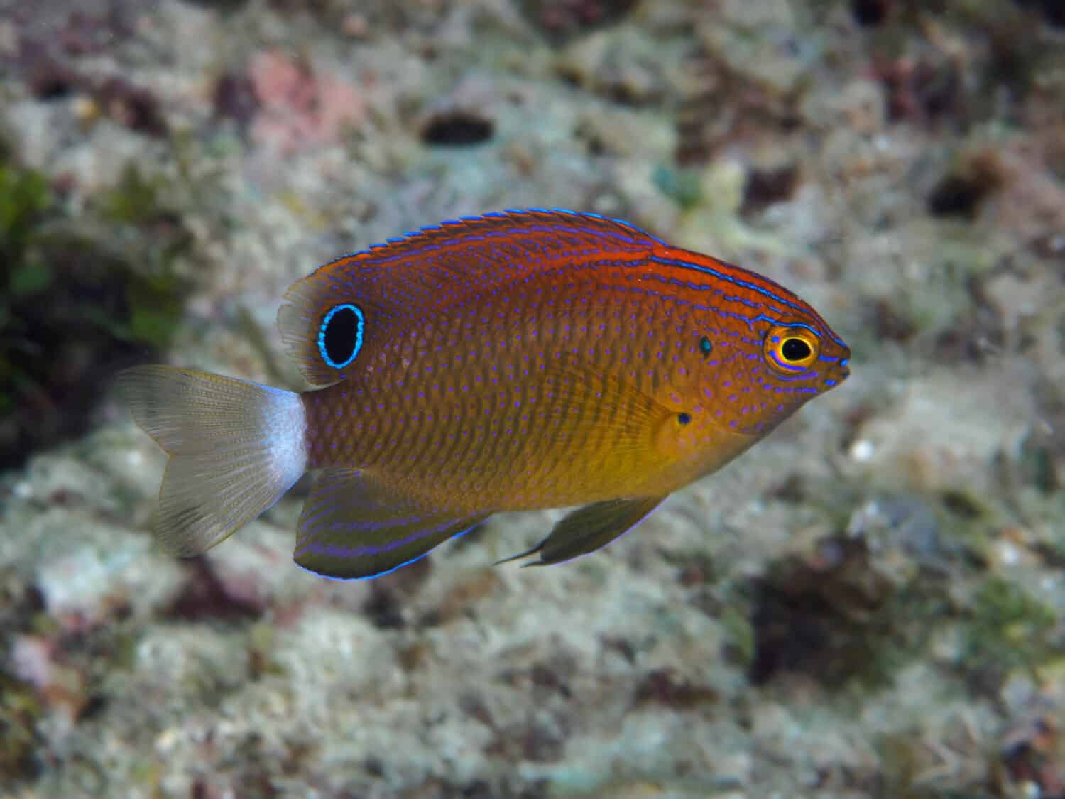 Speckled damselfish in Bohol sea Philippines