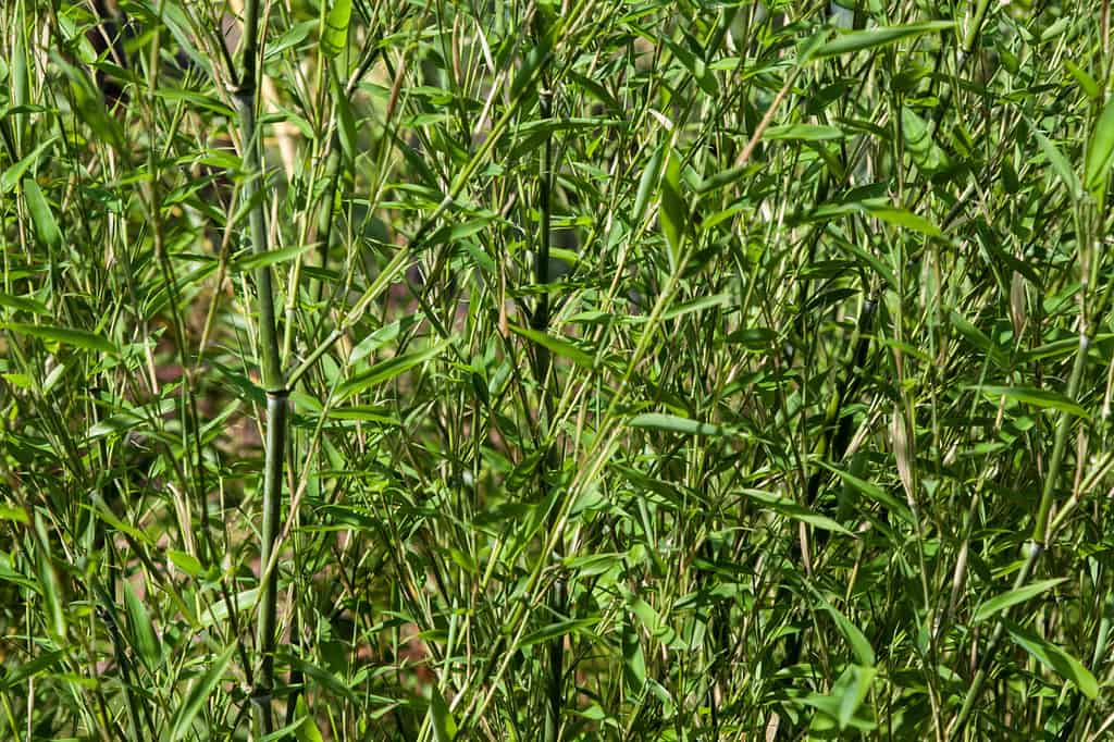 bamboo Phyllostachys bissetii