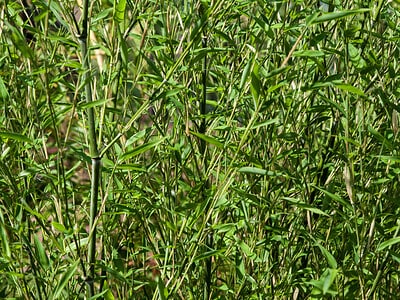 A Bamboo In Missouri