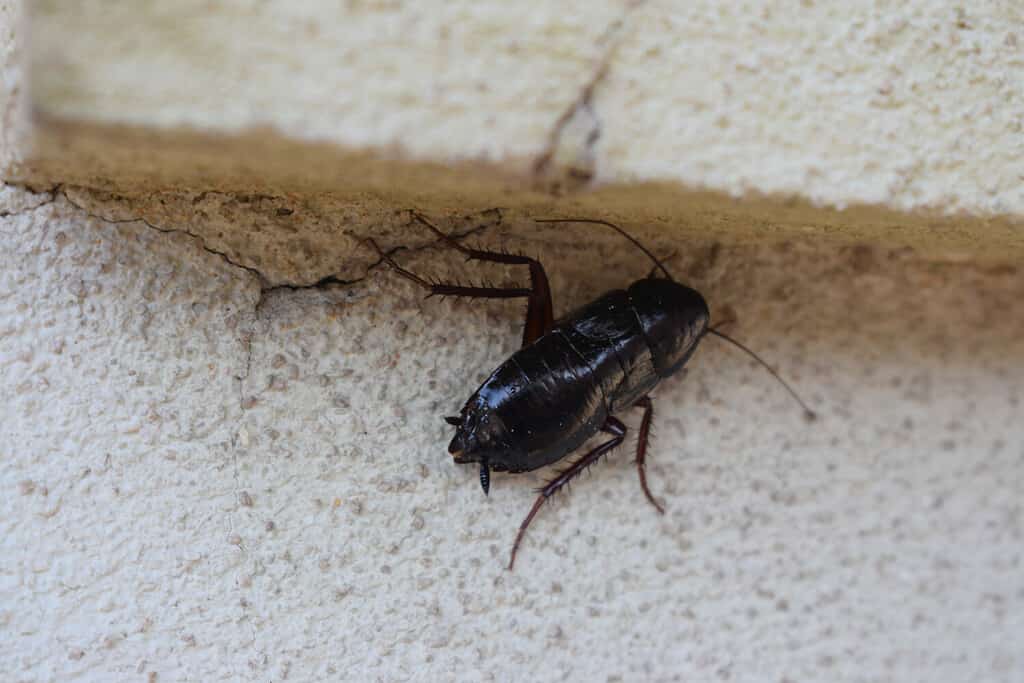 Big female oriental cockroach (Blatta orientalis)