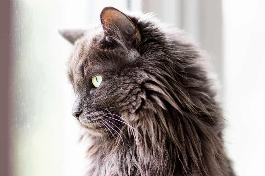 Fluffy Curious Grey Nebelung Cat