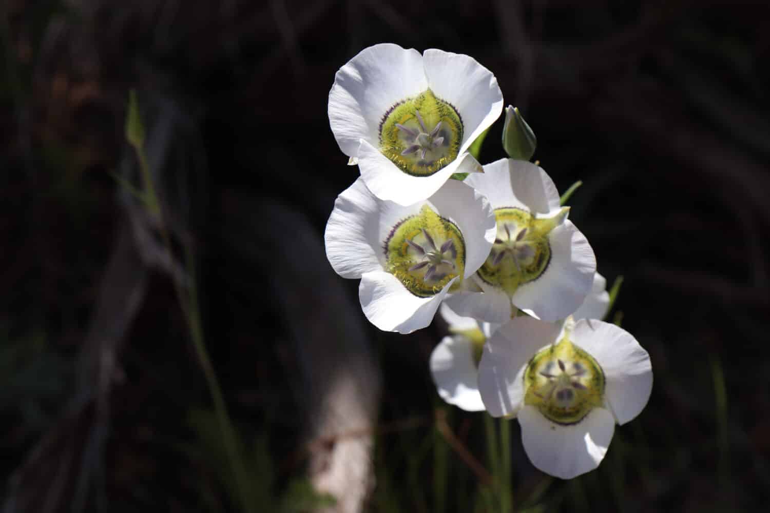 Close up of white Sego Lilies blooming in Mesa Verde National Park, Colorado