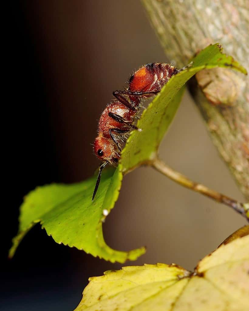 crazy ant rasberry raspberry crawl leaf