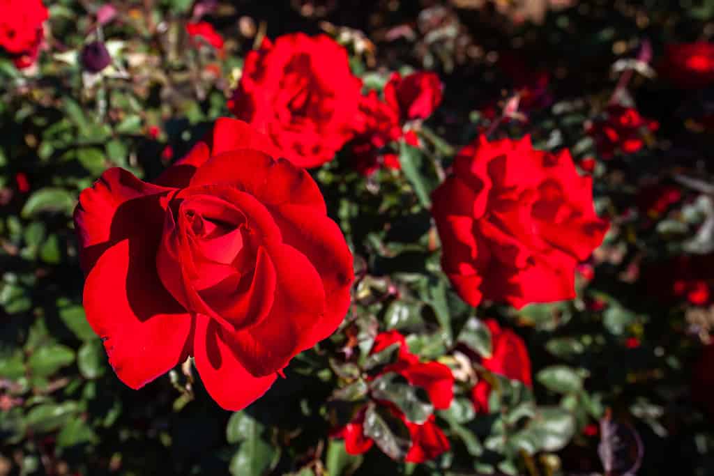 Oh My! rose flower in the field. Scientific name: Rosa ' Oh My!' Flower bloom Color: dark red,