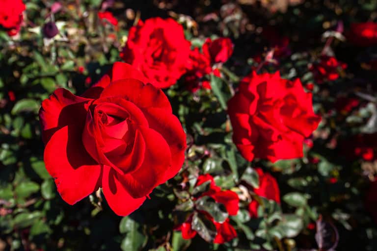 Discover 10 Easy To Grow Roses A Z Animals