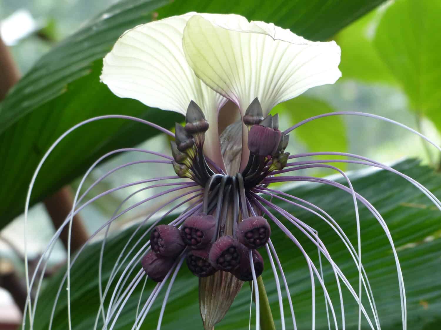 White Bat Flower (Tacca integrifolia) Dioscoreaceae family.