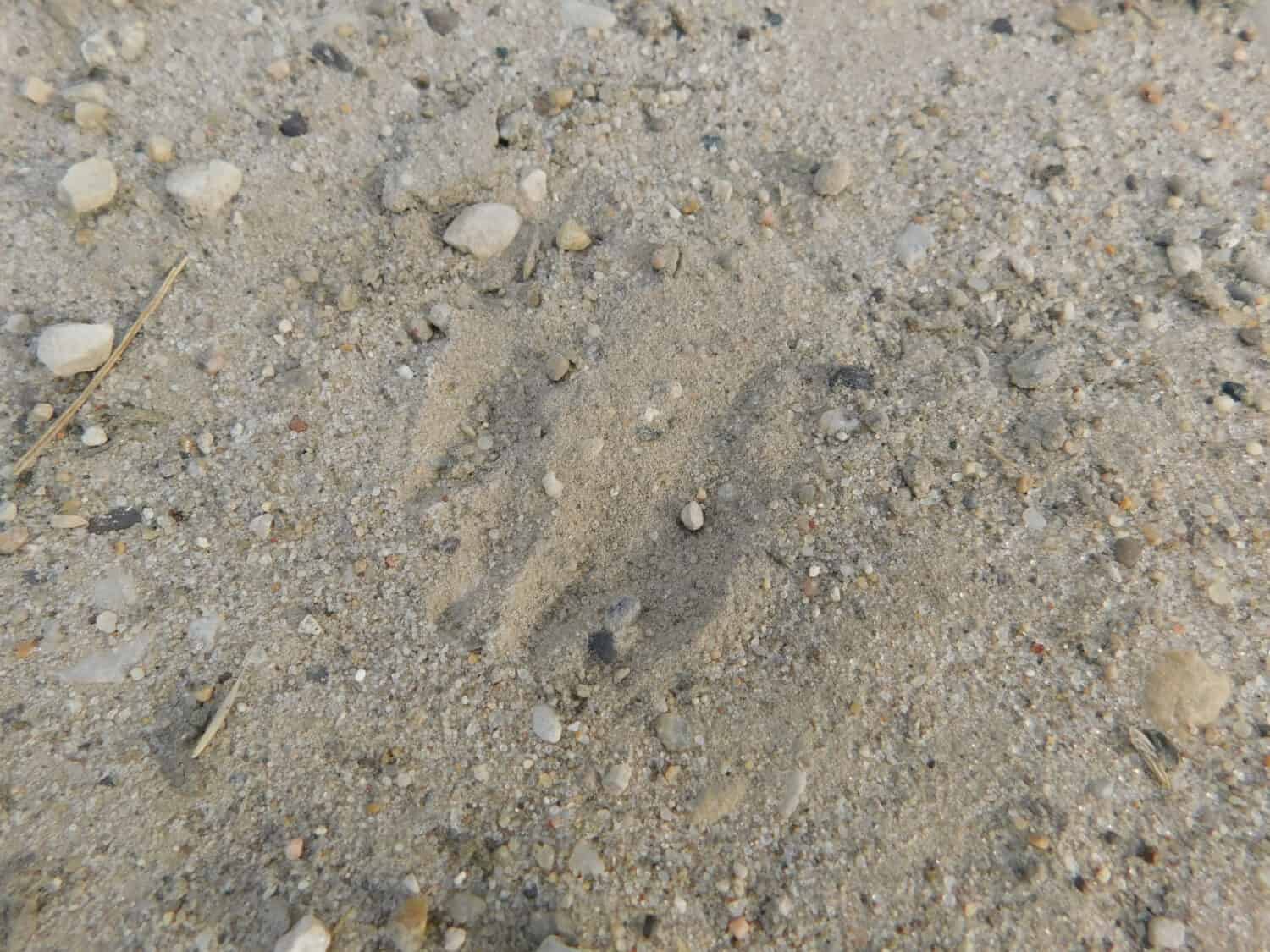 Tracks from a member of the weasel family (Nebraska 2019)