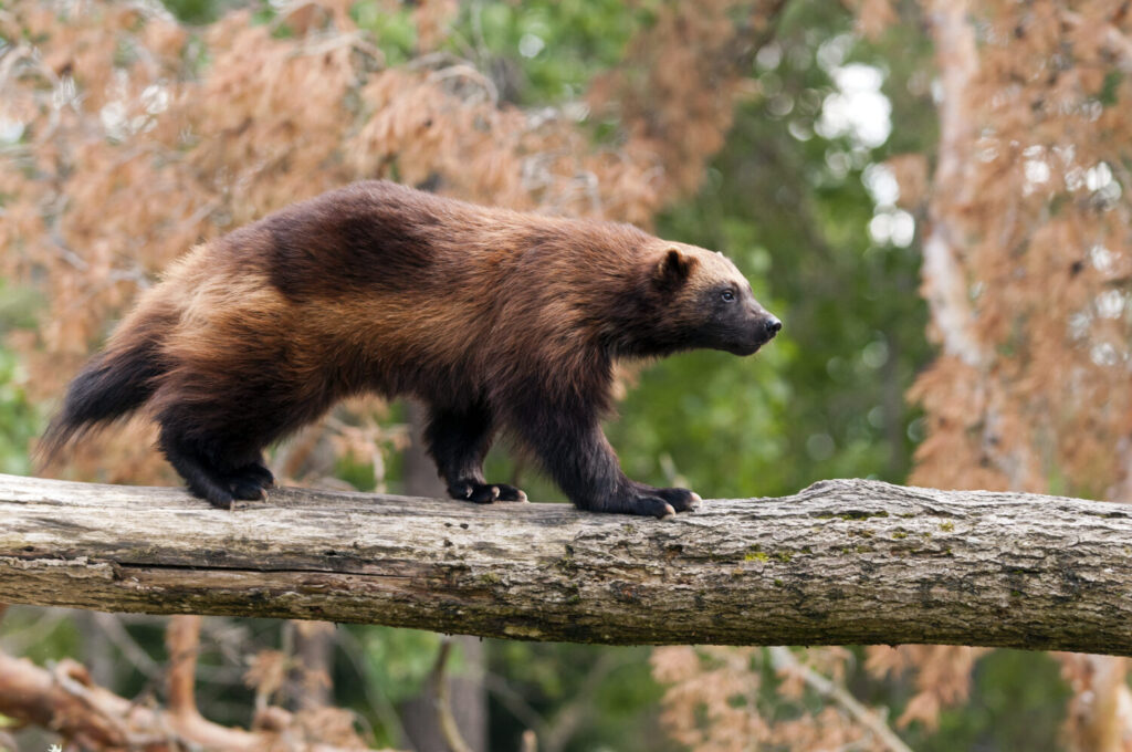 The wolverine, glutton, carcajou, skunk bear, or quickhatch