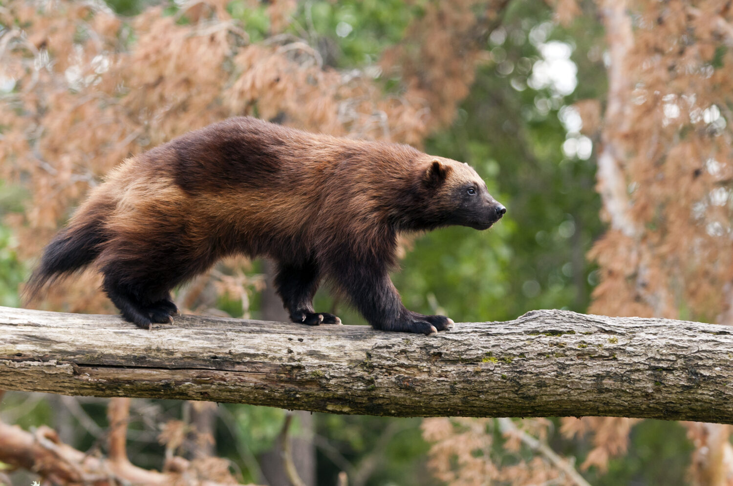 The wolverine, glutton, carcajou, skunk bear, or quickhatch