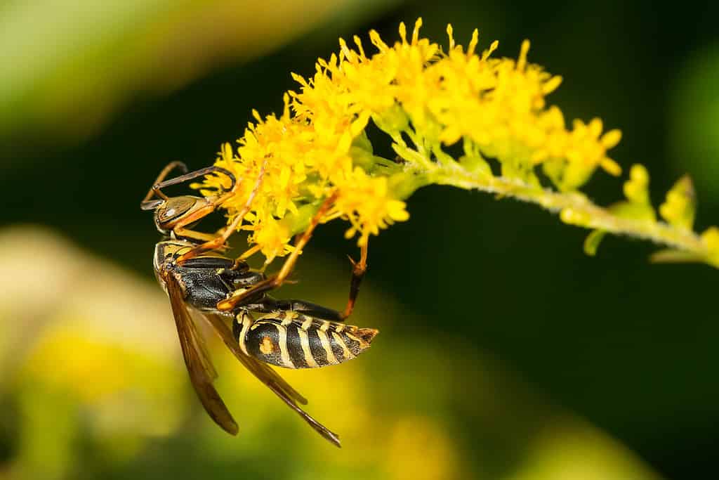 A Northern Paper Wasp is collecting nectar from a yellow Goldenrod flower. Also known as a Dark Paper Wasp. Edwards Gardens, Toronto, Ontario, Canada.