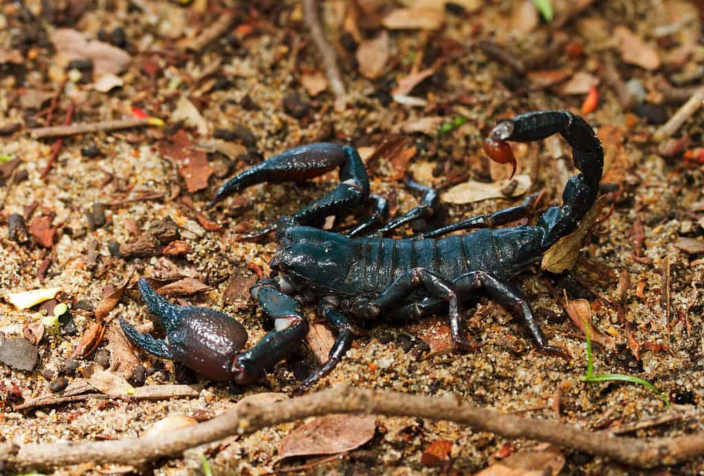 The Tanzanian Red-clawed Scorpion prefers moist forests and areas it can hide in dead wood or under bark. They are easily agitated and the sting can be painful but not life threatening
