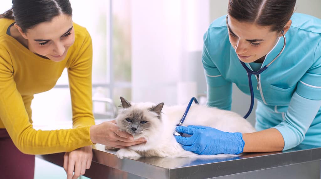 Expert female vet examining a cat with a stethoscope, the owner is cuddling and comforting the pet