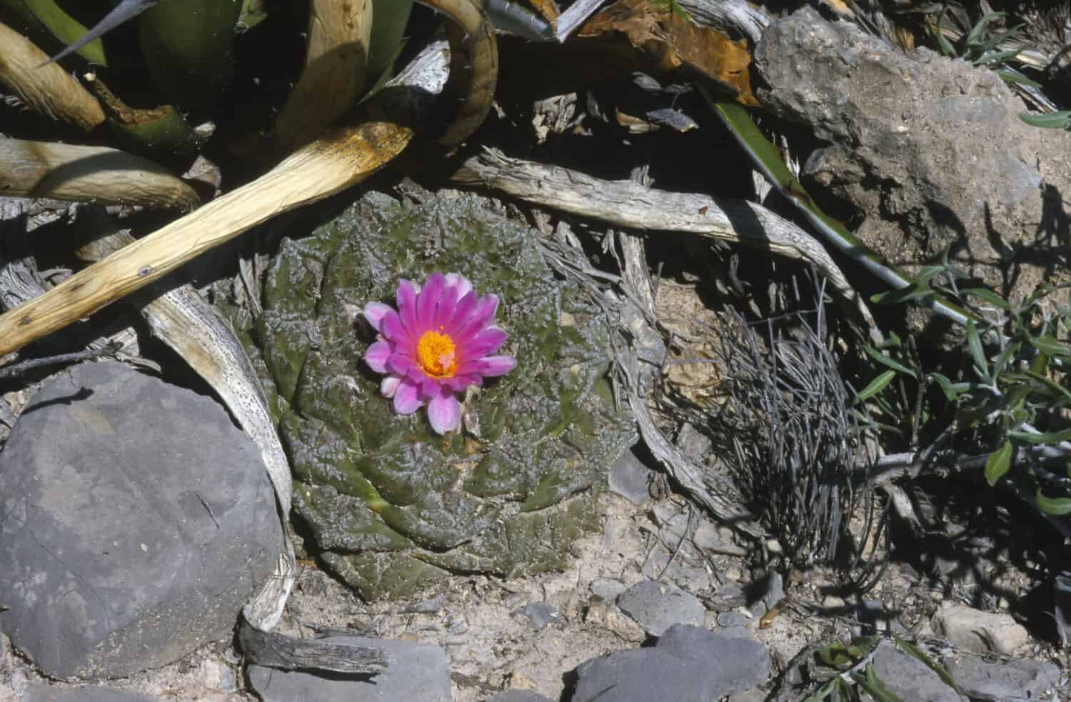 Ariocarpus fissuratus - a rare cactus in the wild 