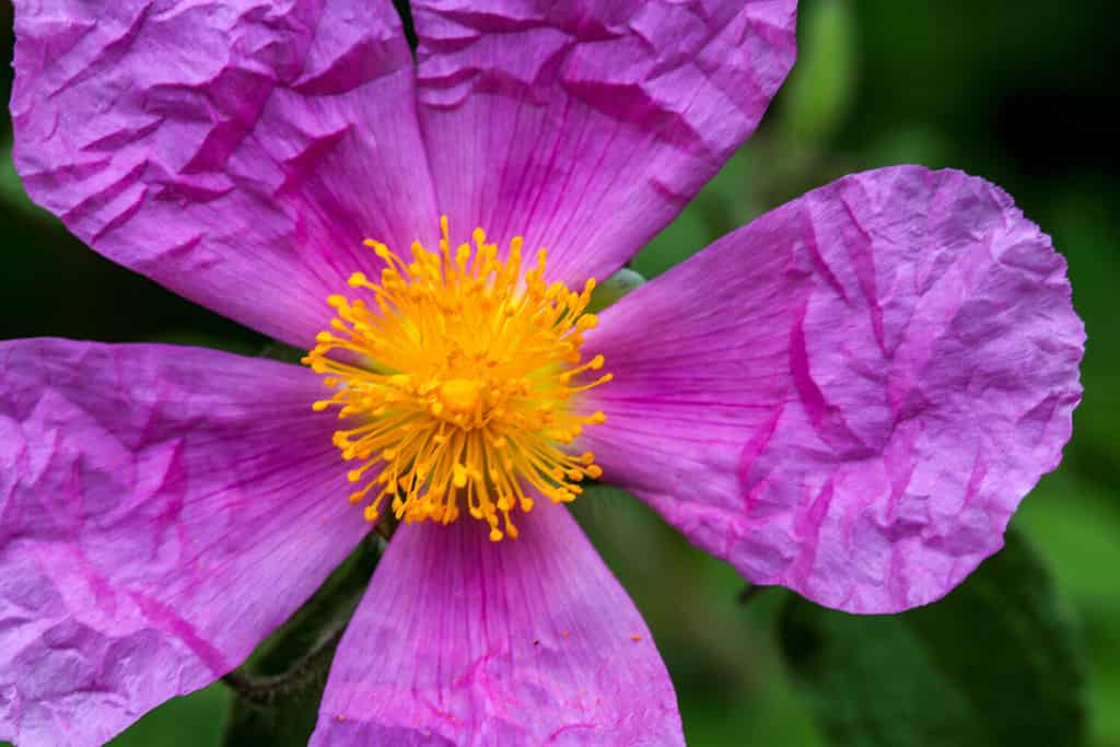 Roses in Colorado - A-Z Animals