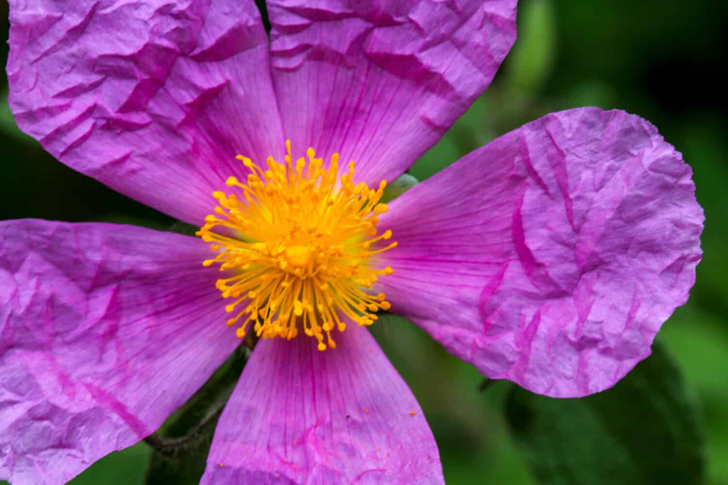 Rosa arkansana flower blooming in summer.