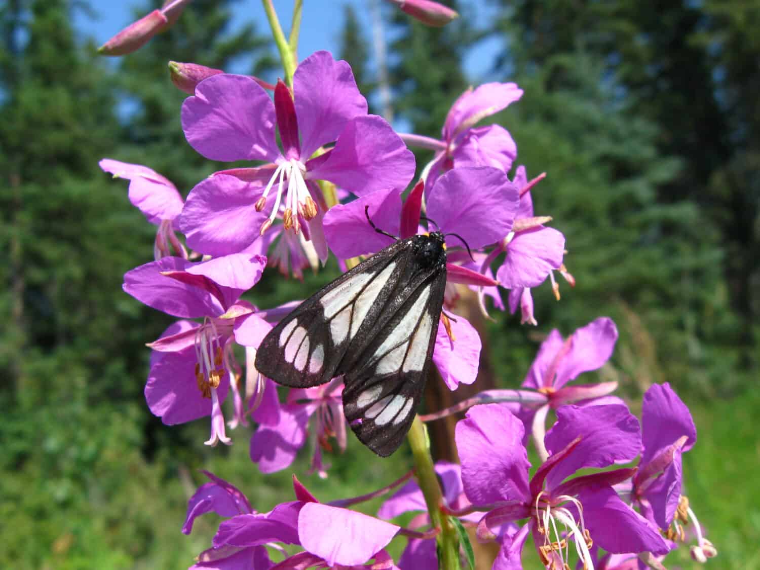 Police Car moth on fireweed blooms.