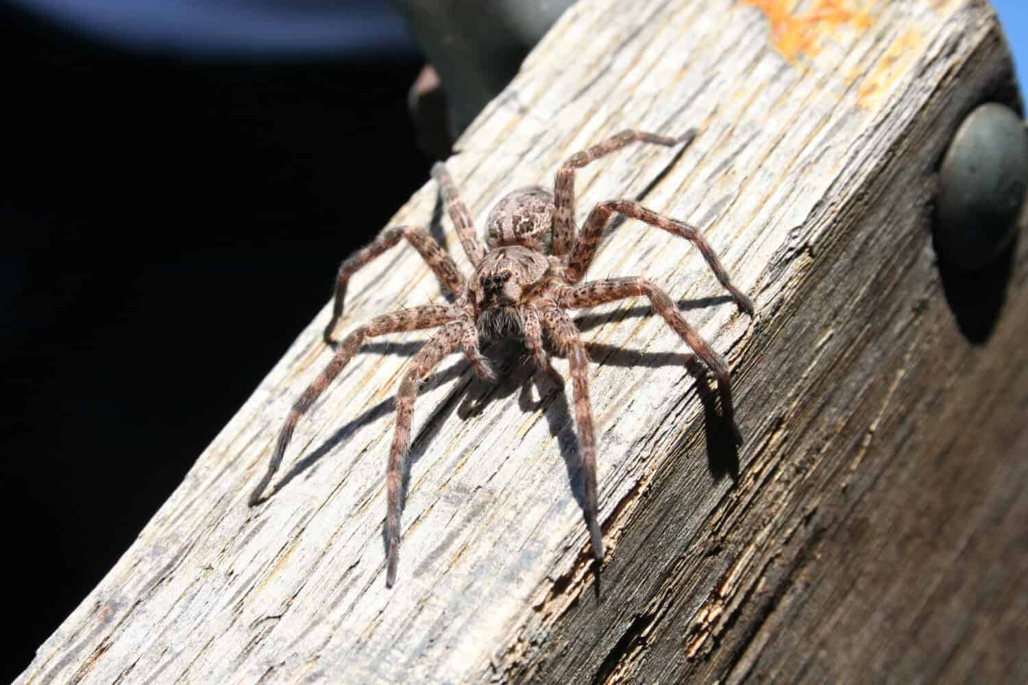 Dock Spider in Ontario, Dolomedes