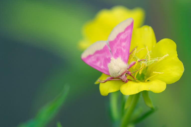 25 Cute Pink Animals (Complete List from Land to Sea) - A-Z Animals