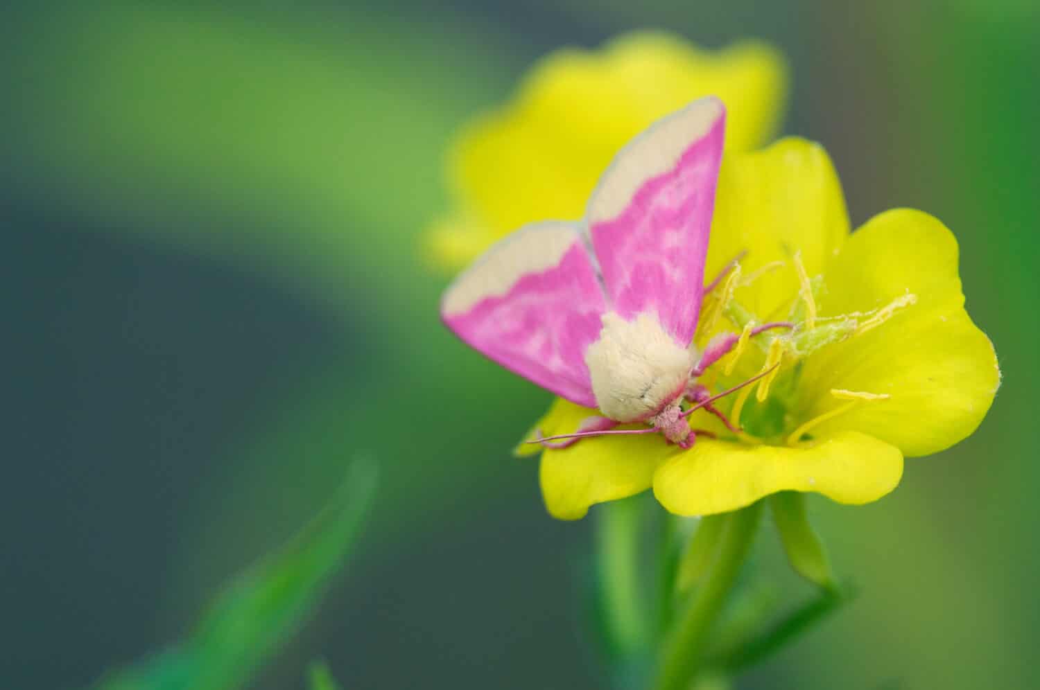 Pink Primrose Moth on evening primrose flower