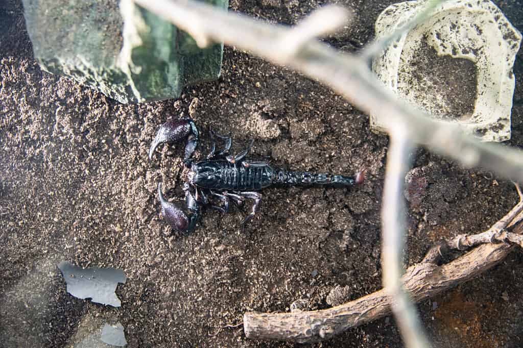 Asian Forest Scorpion, as known as Heterometrus spinifer or Giant Blue.