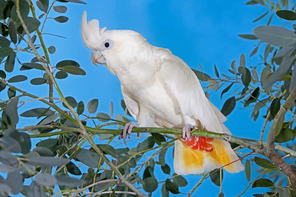 PHILIPPINE COCKATOO OR RED-VENTED COCKATOO cacatua haematuropygia, ADULT STANDING ON BRANCH