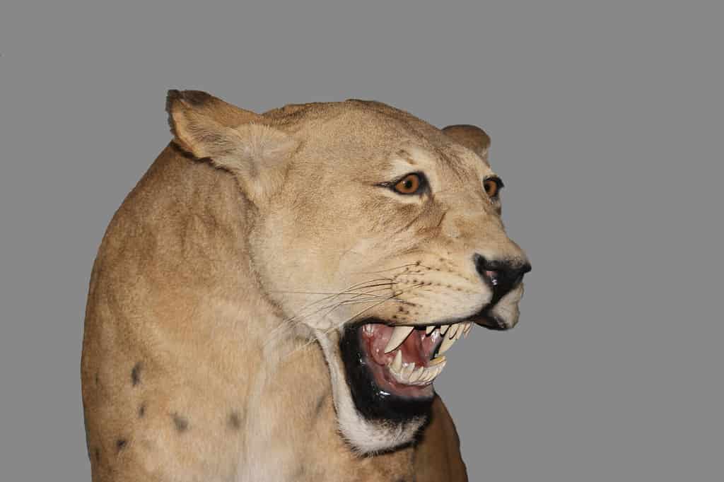 Scimitar Cat, homotherium serum, Sabre-toothed Cat became extinct 10 000 years ago, Museum Exhibit, Beringia Museum, Yukon, Canada