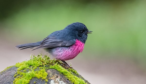 The Pink Robin Is Real, and Its Color Comes From Biology, Not Diet - A ...
