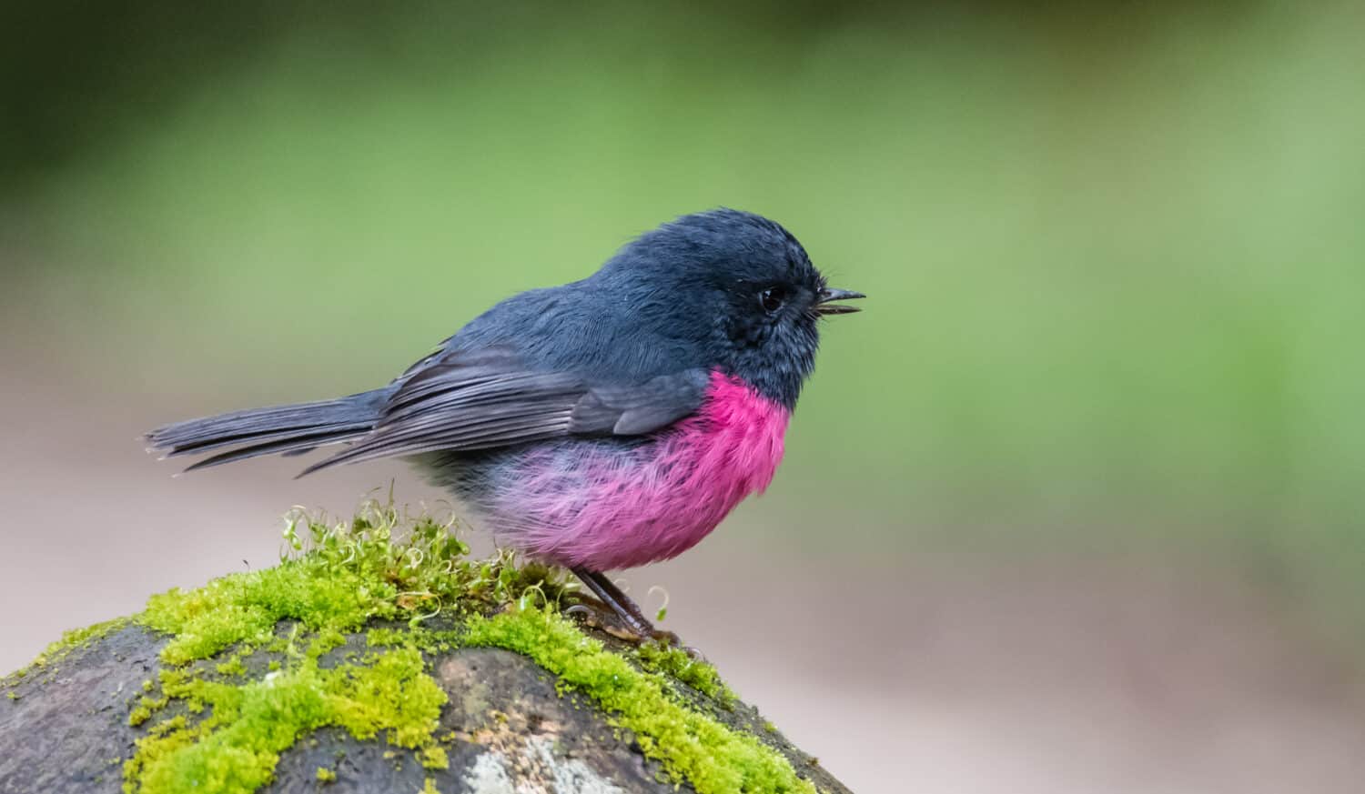 Pink Robin photographed in Victoria Australia