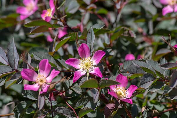 Rose Risoli Colorado Roses in Colorado - A-Z Animals