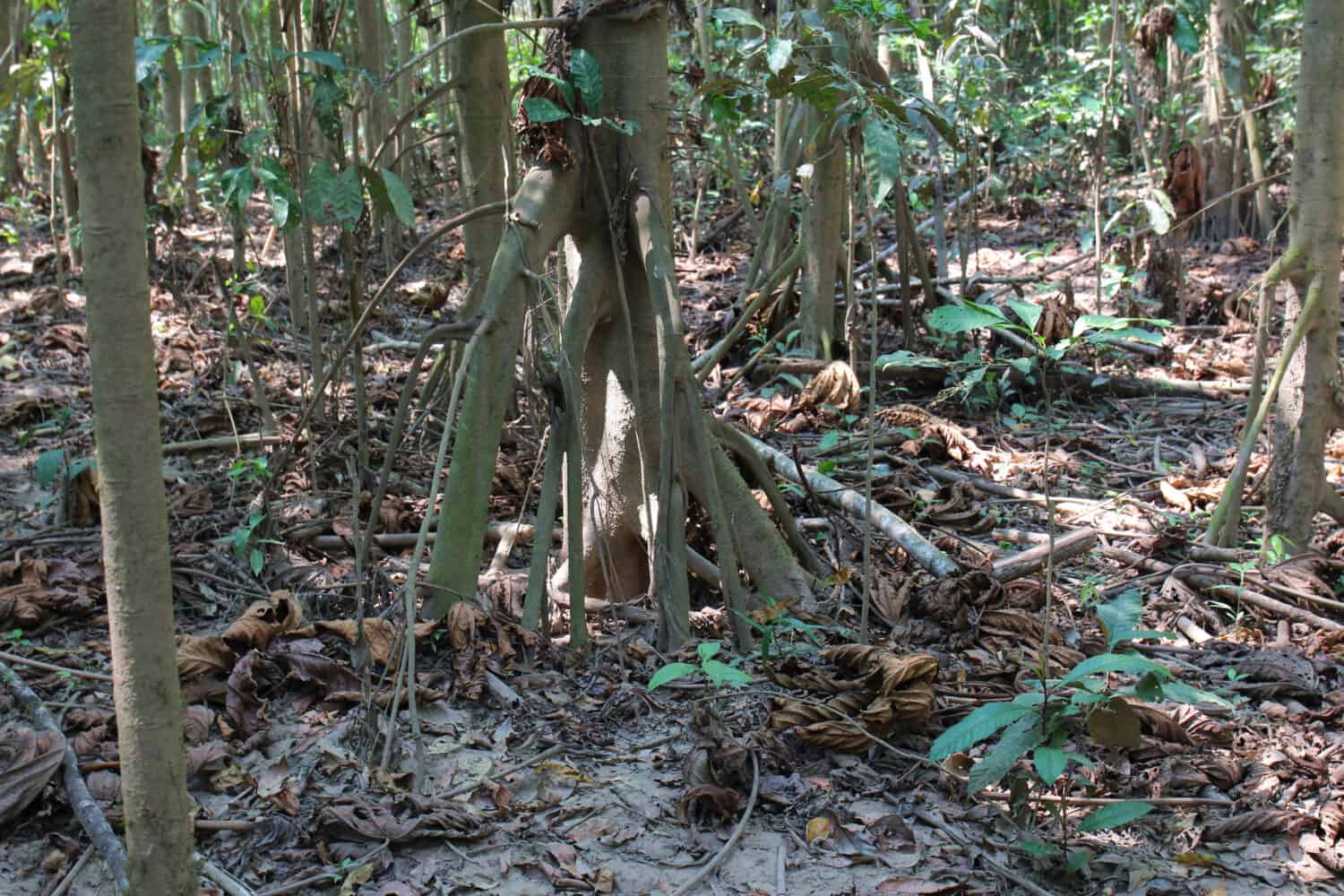 The branching root structure of Walking Trees and the forest floor in the Amazon Rainforest in Tambopata National Reserve, Puerto Maldonado, Peru