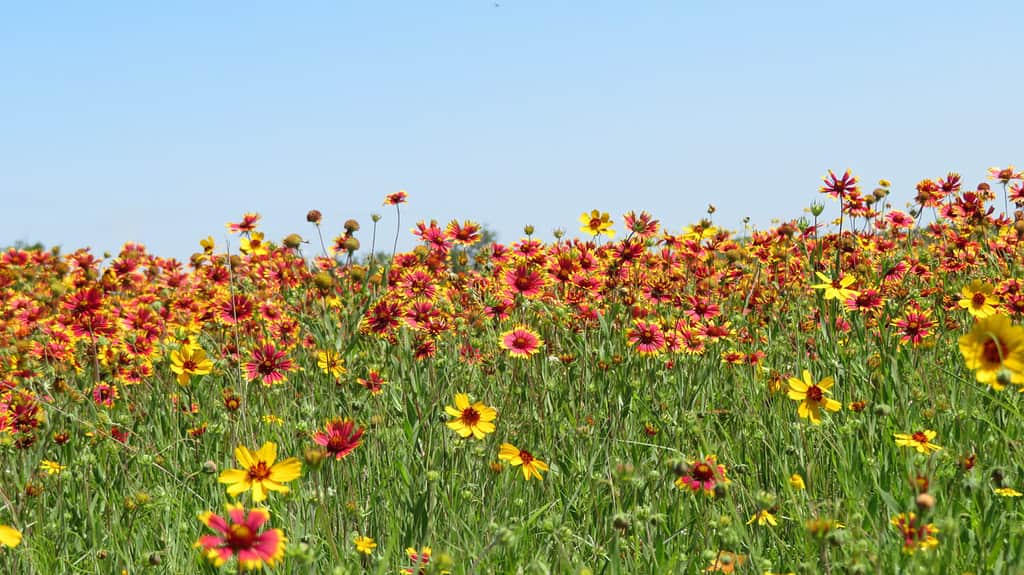 Indian Blanket Wildflowers cover a field in the Texas Hill Country outside Bandera, Texas.