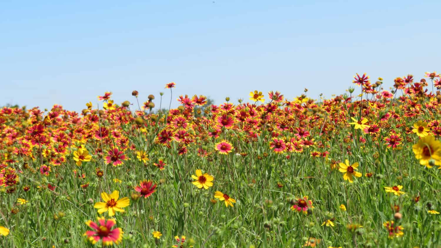 Indian Blanket Wildflowers cover a field in the Texas Hill Country outside Bandera, Texas.            