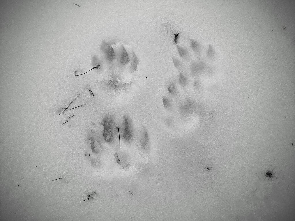 Animal paw prints-possibly from a fisher-in the snow