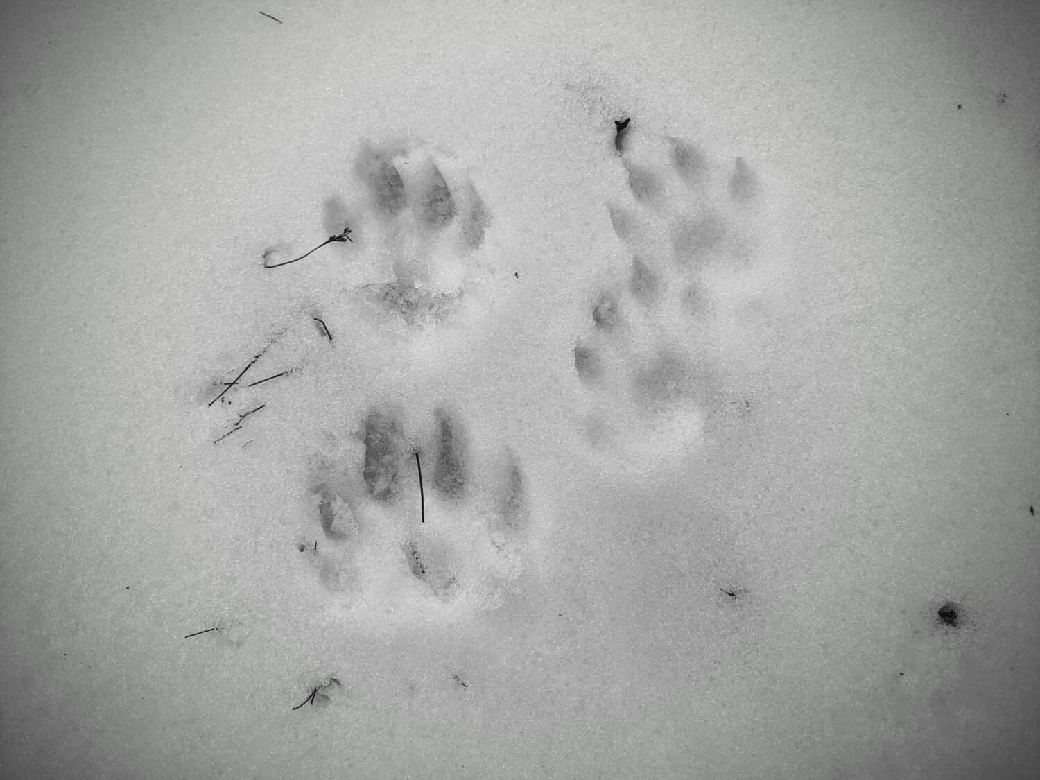 Animal paw prints-possibly from a fisher-in the snow