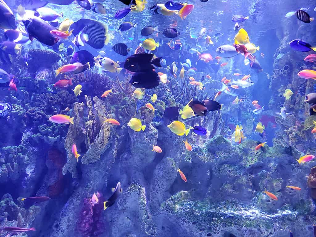 colorful fish at the aquarium