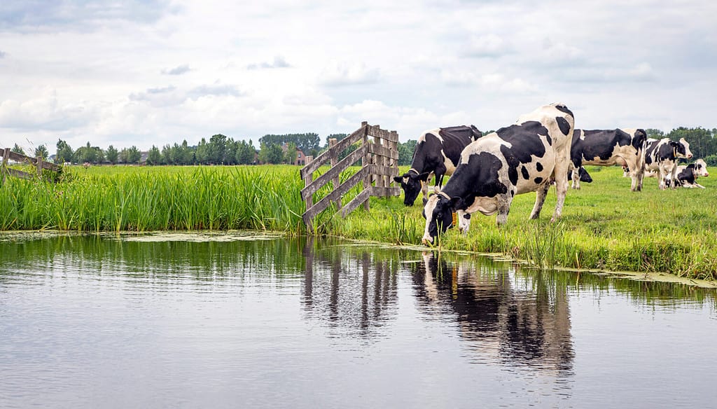 Cow drinking water on the bank of the creek a rustic country scene, reflection in a ditch, at the horizon a blue sky with clouds.