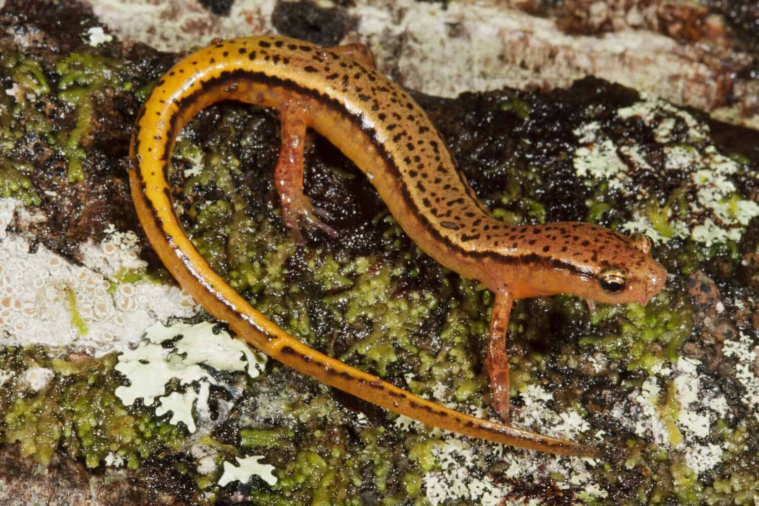 Southern Two-lined Salamander (Eurycea cirrigera)