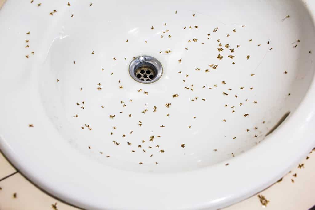 What Attracts Drain Flies? Discover the Cause of Your Infestation AZ