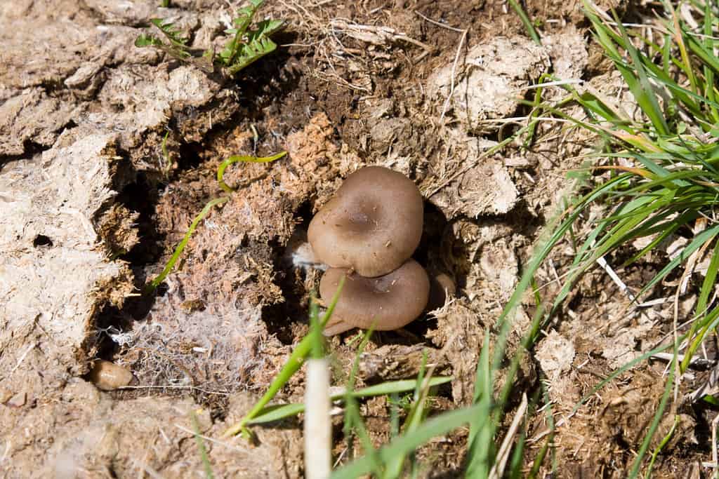 coprophil mushrooms grown on the dung