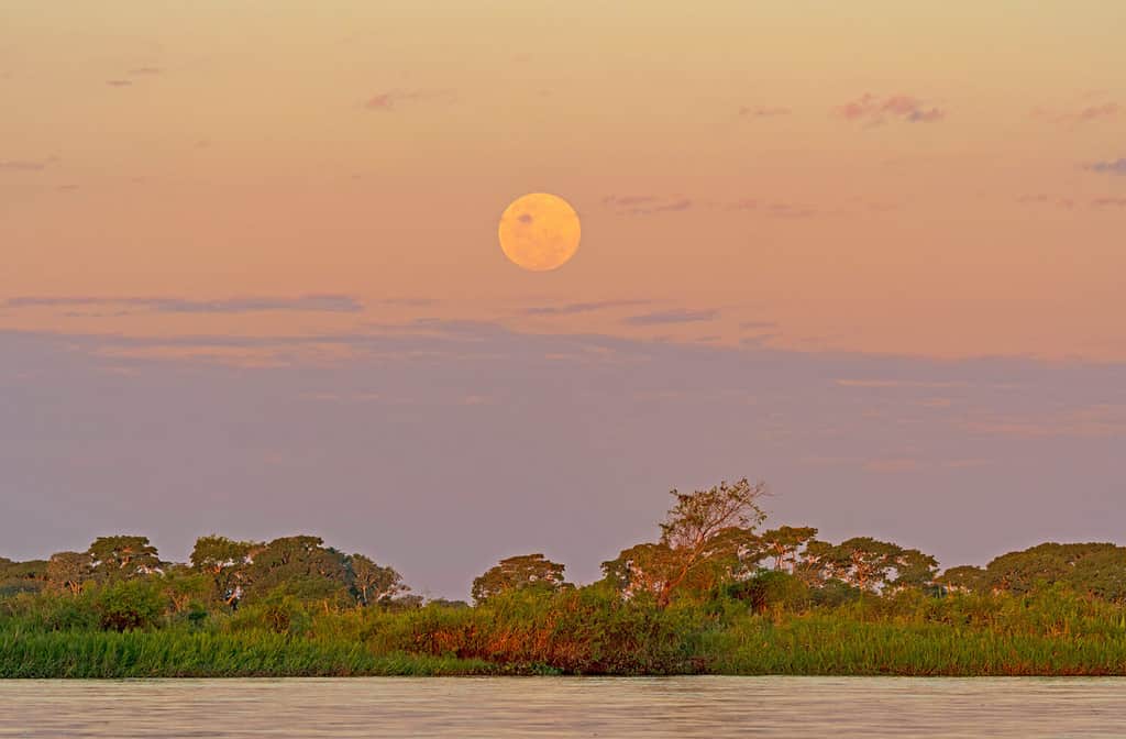 Moonrise over the Tropical Forest in Patanal National Park in Brazil