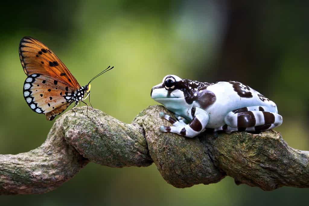 Amazon milk frog on branch, two amazon milk frog, panda tree frog, closeup tree frog